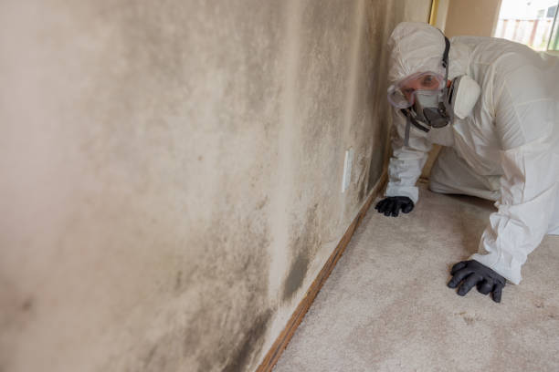 Best Black Mold Removal  in Mulgee, OK